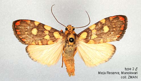 Papua Insects Foundation (Lepidoptera/Erebidae(Arctiinae)/Cyme reticulata)